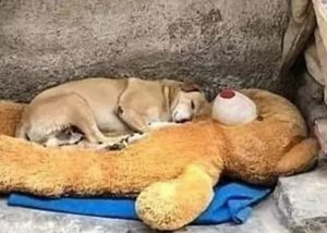 길가에 버려진 곰인형 위에 지친 몸을 눕히고 곤히 자고 있는 유기견