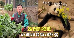 “우리 푸에게 해주려고..” 오늘 강바오가 처음 밝힌 작년 푸바오와 이별 앞두고 들였던 정성