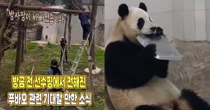 “방사장에 설치하고 있습니다” 방금 전 선수핑에서 전해진 푸바오 관련 기대할 만한 소식