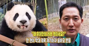 “왜 후이한테 레몬 먹이세요?” 학대 의혹 제기한 팬 때문에 직접 나선 송바오의 반응