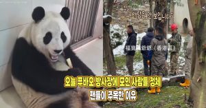 “그 사람만 안 보이고 총출동..” 오늘 푸바오 방사장에 모인 사람들 정체, 팬들이 주목한 이유
