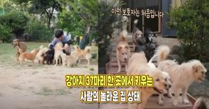 “이런 분은 처음” 강아지 37마리 한 곳에서 키우는 사람의 놀라운 집 상태