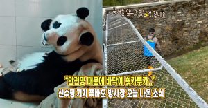 “안전망 설치하며 바닥에 쇳가루가 가득한데..” 선수핑 푸바오 방사장 오늘자 소식