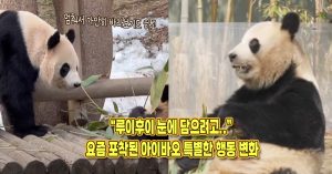 “한동안 가만히 바라보기도 해요” 요즘 루이후이 눈에 담으려고 아이바오가 한다는 행동
