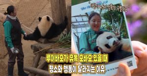 “사람을 정확하게 구분합니다” 루이바오가 오승희 주키퍼 있을 때 평소와 행동 달라지는 이유