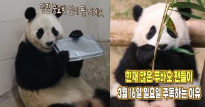 “이번주 일요일 정말 중요할 것 같아요” 현재 푸바오 팬들이 3월 16일 주목하고 있는 이유