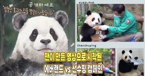 푸바오 관련 에버랜드 판월 vs 선수핑 캠페인 영상이 시작됐다