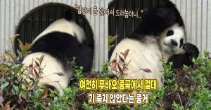 “갑자기 드러누우면서..” 여전히 푸바오 중국에서 절대 기 죽지 않았다는 증거