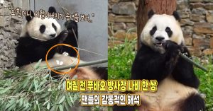 “판다별에 있는 할머니, 할아버지가 찾아왔네요” 며칠 전 푸바오 방사장 나비 한 쌍, 팬들의 감동적인 해석