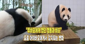 “전에 푸바오에게 했던 행동과 비슷” 요즘 아이바오에게서 감지되고 있다는 행동 변화